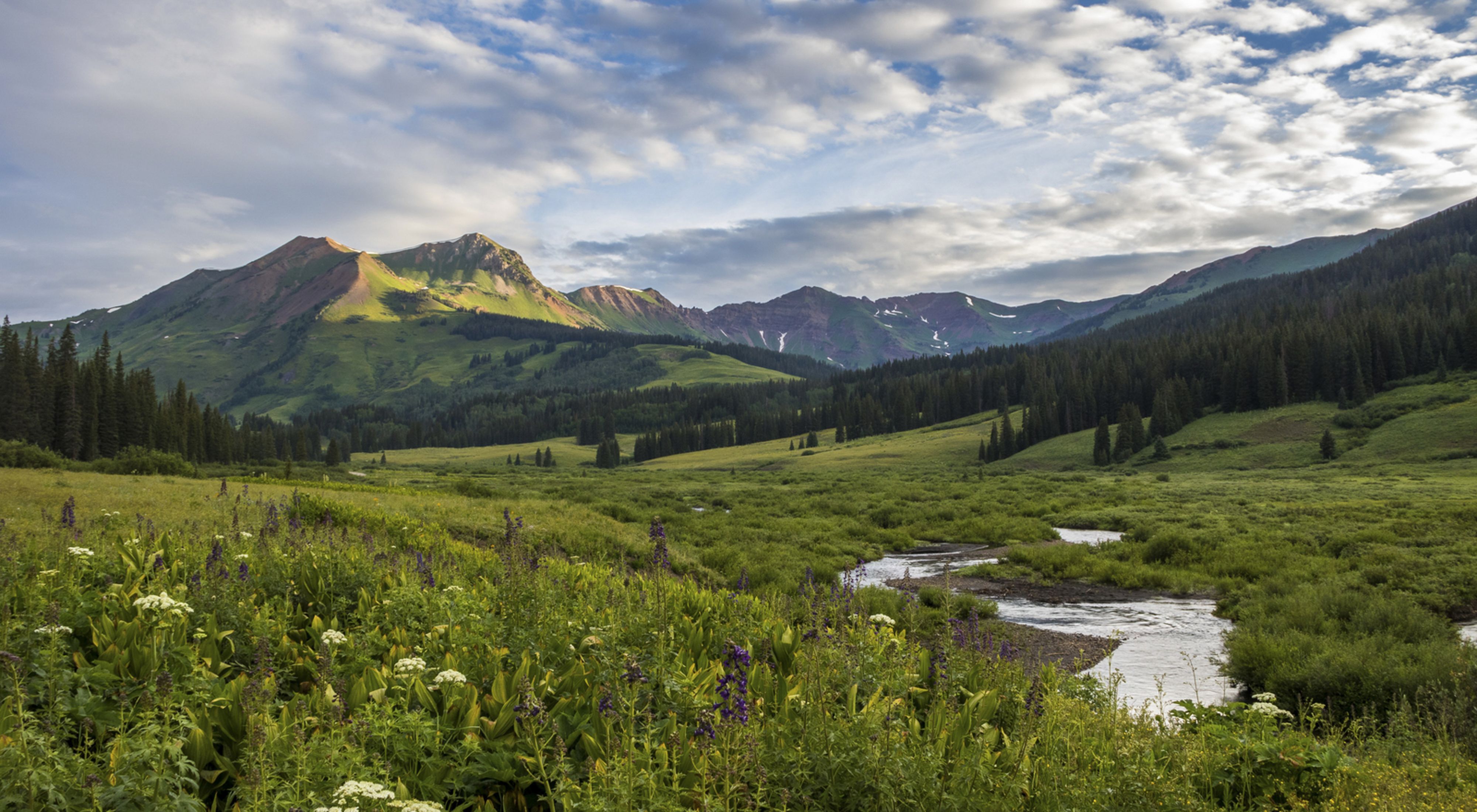 Photo of a high alpine meadow in Colorado's East River basin.