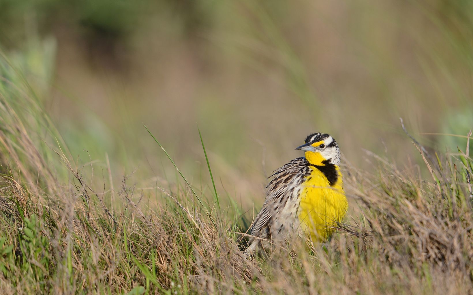 This is just one of the many grassland bird species whose populations are declining rapidly.