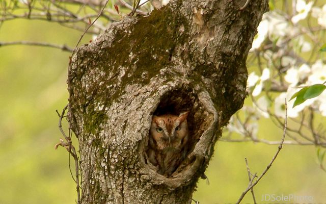 A screech owl rests in the hole of a tree.
