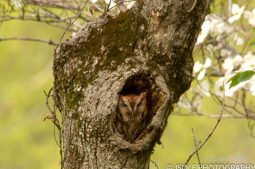 A screech owl rests in the hole of a tree.