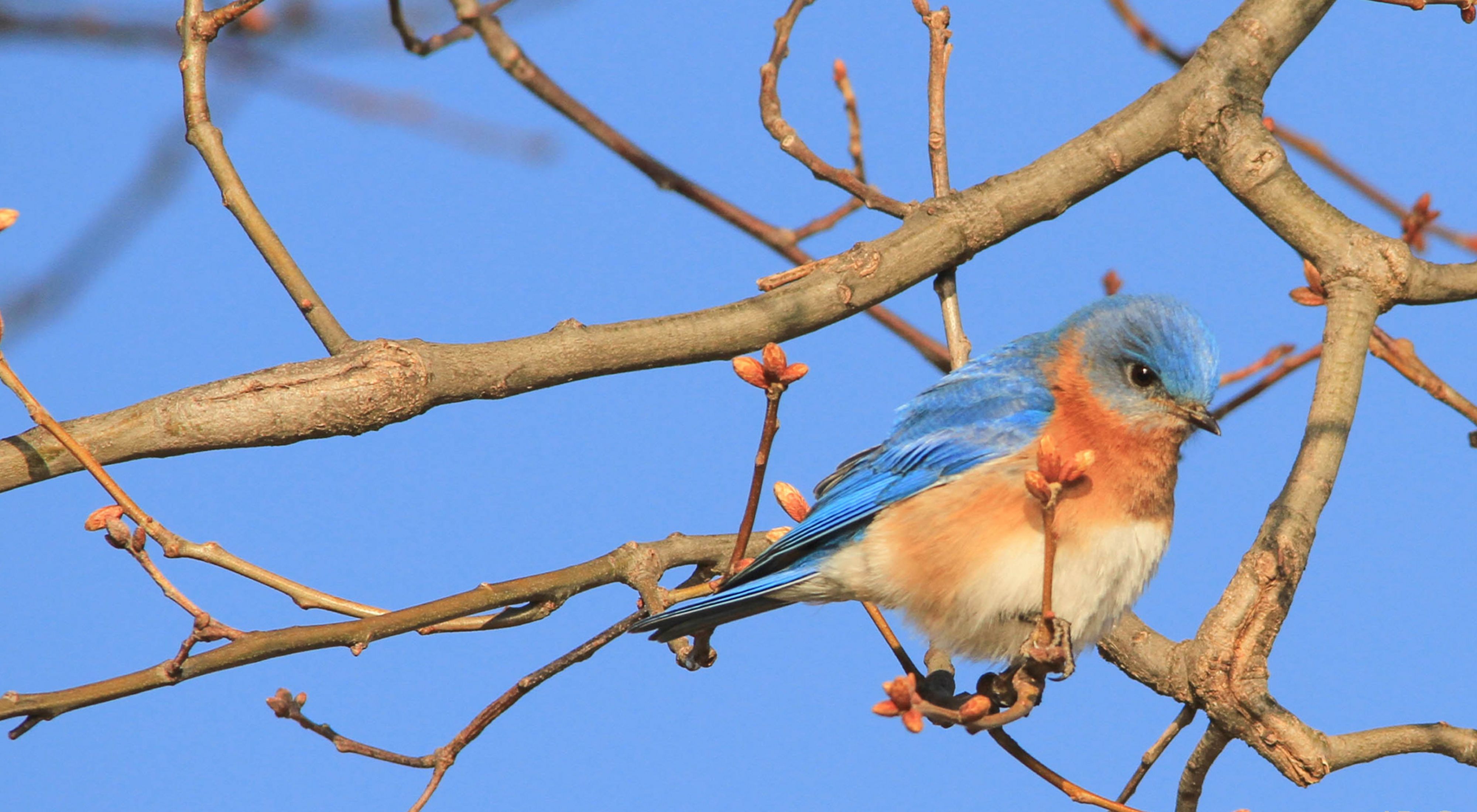 An eastern bluebird rests on a tree.