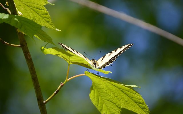 A black and yellow butterfly spreads its wings while resting on a green leaf.