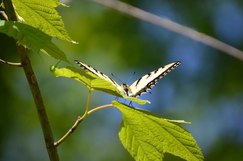 A black and yellow butterfly spreads its wings while resting on a green leaf.