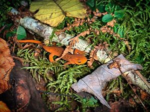 An orange amphibian rests on moss next to a branch.