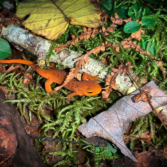 An eastern newt rests on moss at TNC's Birch Branch Preserve in Tennessee.