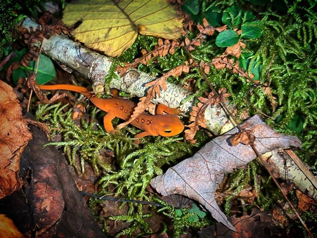 An orange salamander rests on green moss.