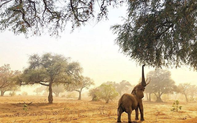 an elephant on a dusty plateau reaches up high to grab leaves from a tree