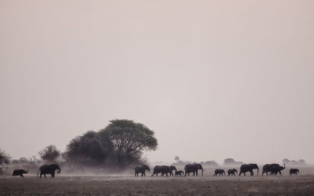 a herd of elephants walks across a dusty landscape