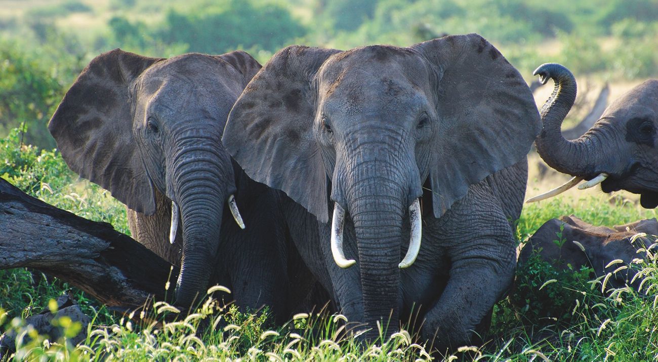 elephants cross a river