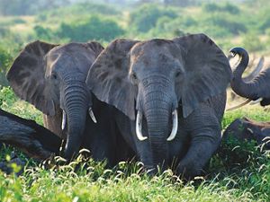 an elephant herd 