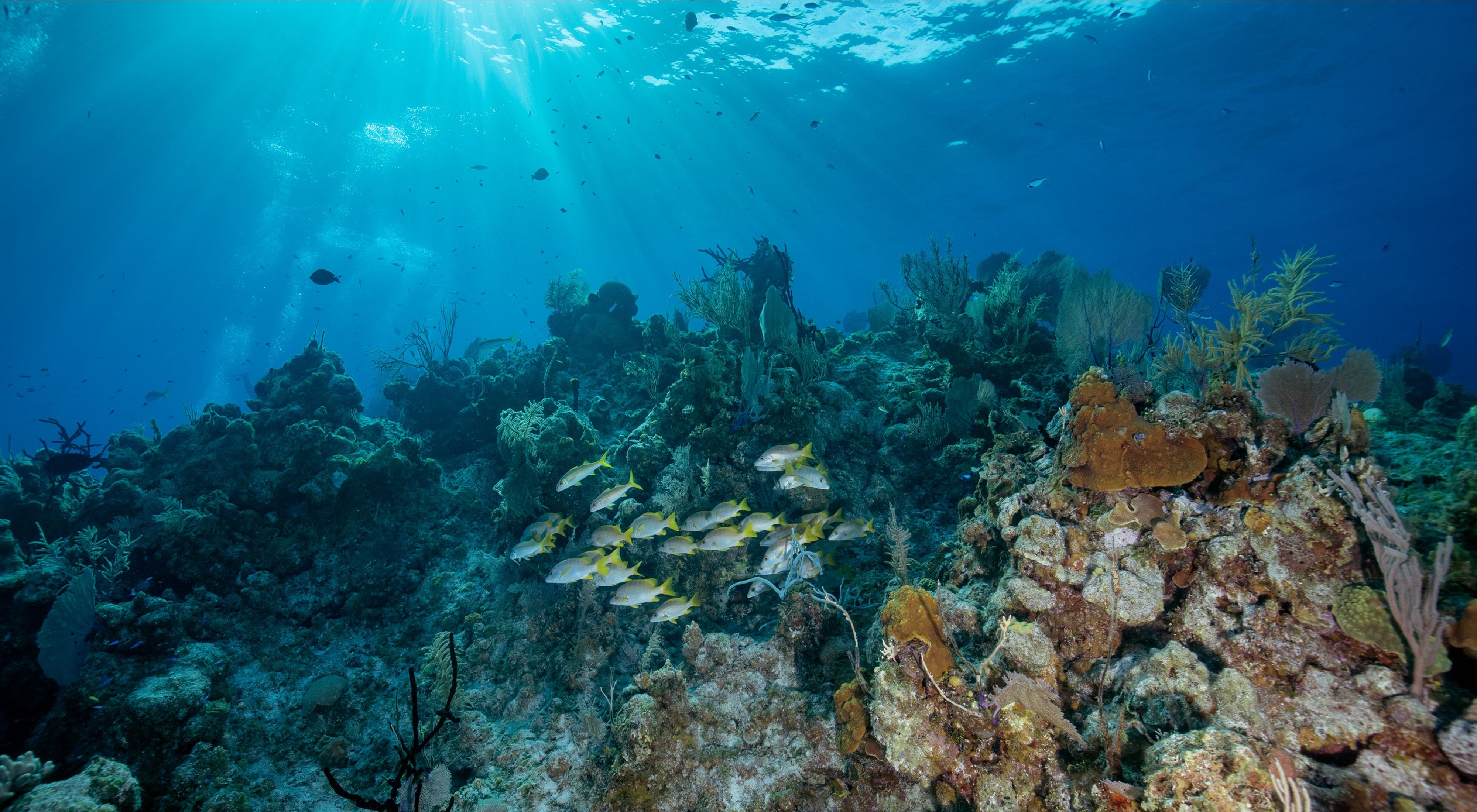 a Caribbean reef with fish swimming.