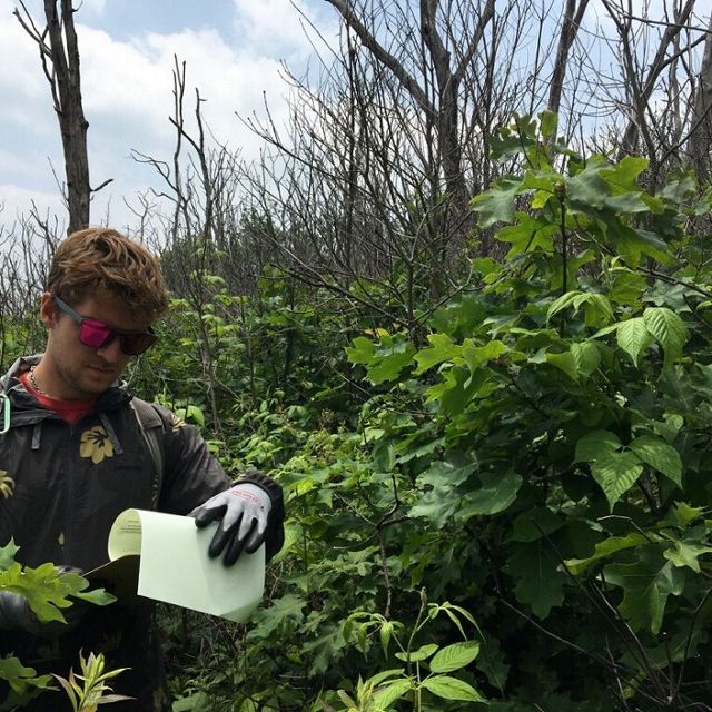 Eli Beech-Brown, 2023 STEP Program GIS technician intern, looks over his field notes while surrounded by green vegetation in the Allegheny Highlands. 