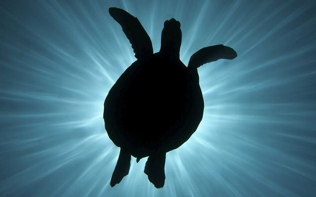 A female green sea turtle perfectly blocks the sun out while on a drift dive in Palau.