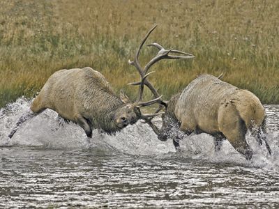 Male elks locking horns