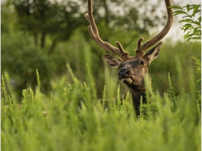 A large brown elk with big antlers peeks through tall grasses. 