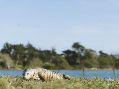 Wildlife at Elkhorn Slough.