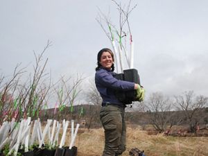 A woman holds tree saplings that are ready for planting.