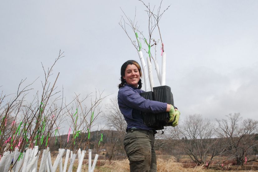 A woman holds a large bucket with elm tree seedlings.