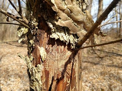 Wound on American elm showing galleries of elm bark beetle that causes Dutch elm disease.