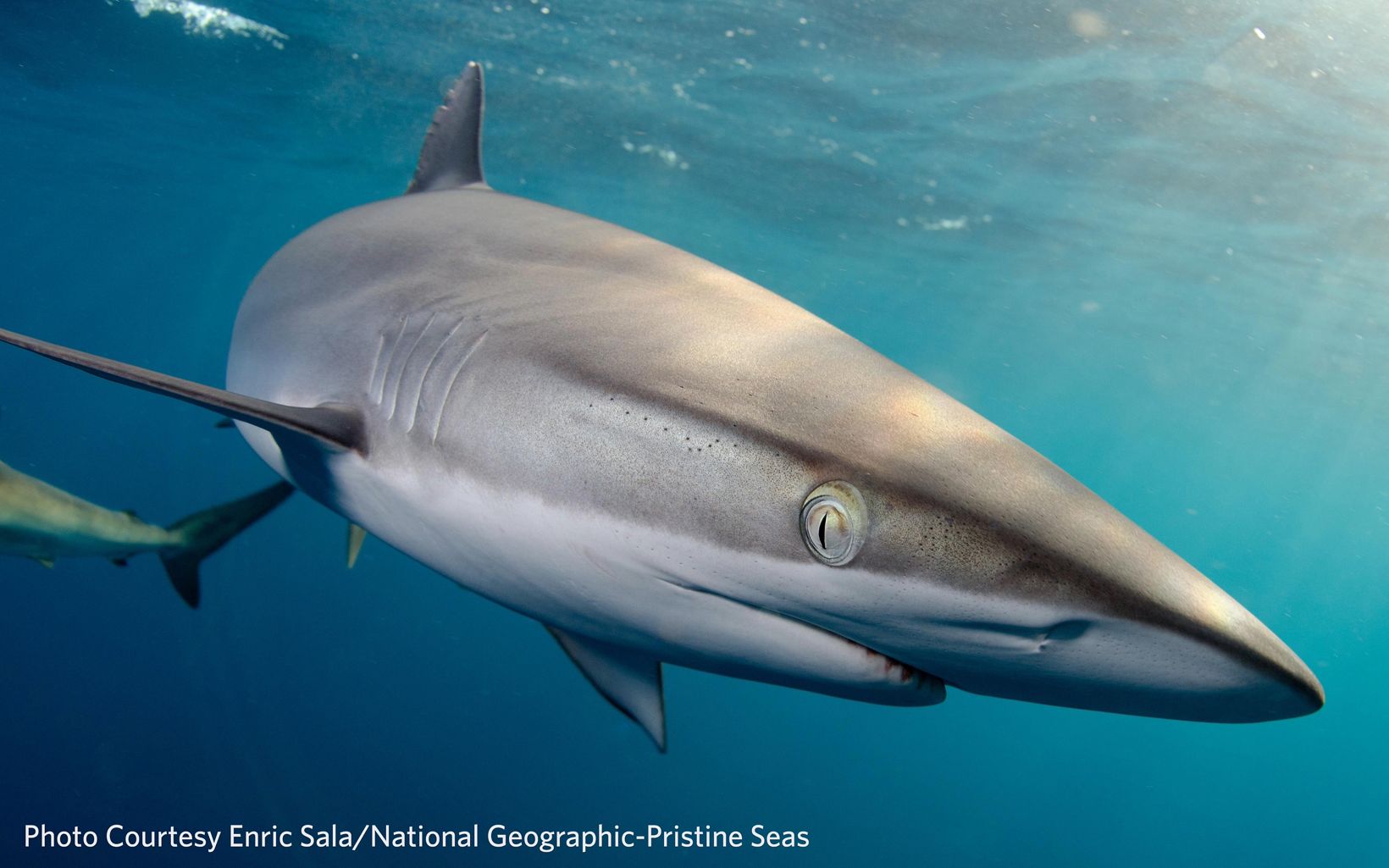 Silky Shark Silky sharks came to inspect the Waitt Foundation’s remotely operated vehicle during the 2012 Pristine Seas expedition to Gabon.  © Photo Courtesy Enric Sala/National Geographic-Pristine Seas.