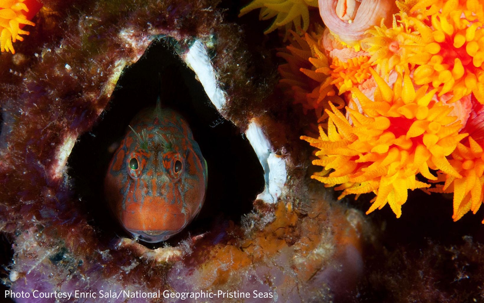 Combtooth Blenny A combtooth blenny peeks out from its tiny hiding place, having moved into the empty shell of a barnacle, off the coast of Gabon.  © Photo Courtesy Enric Sala/National Geographic-Pristine Seas.