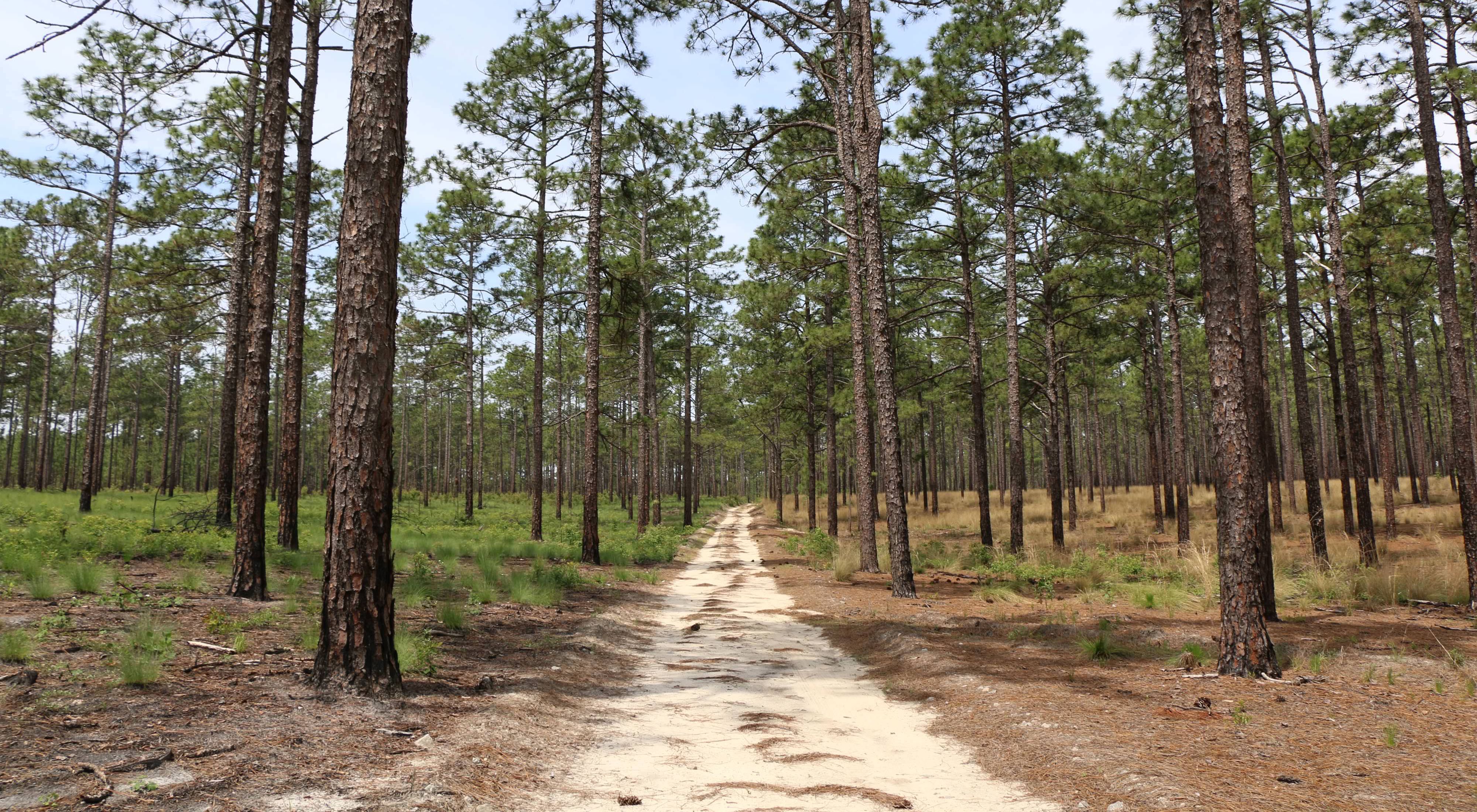 The sandy road that winds through Calloway Forest Preserve.
