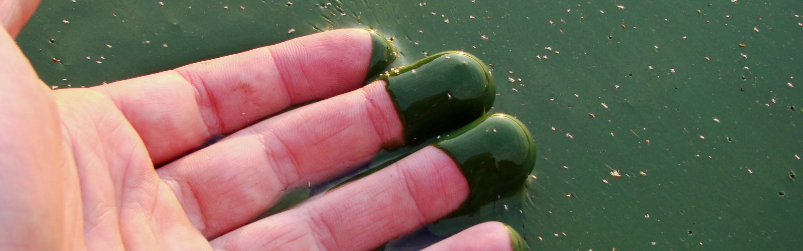 An open palm dipping fingertips in green sludge producing green fingers.