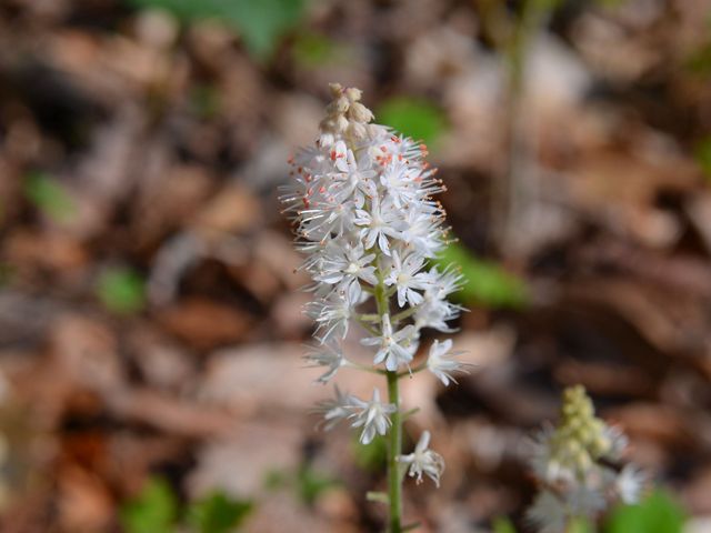 White foam-like flowers.