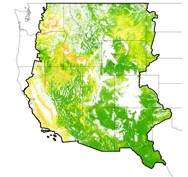 Map of the western United States showing the spread of invasive grasses in green.