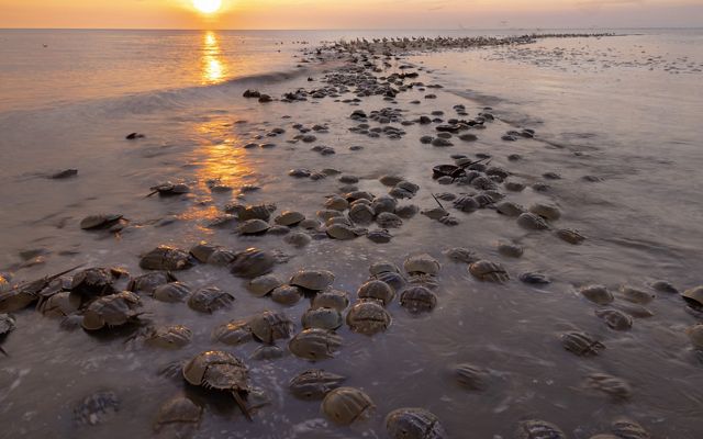 Several horseshoe crabs rest on the sand near the bay, as a sun sets in the background.