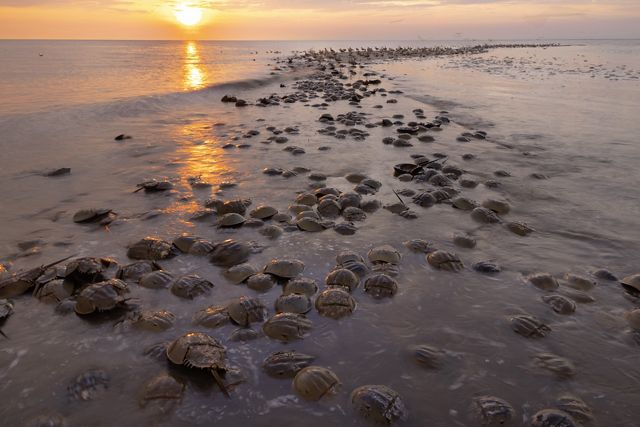 dozens of horseshoe crabs crawl on wet beach with sunset in the distance