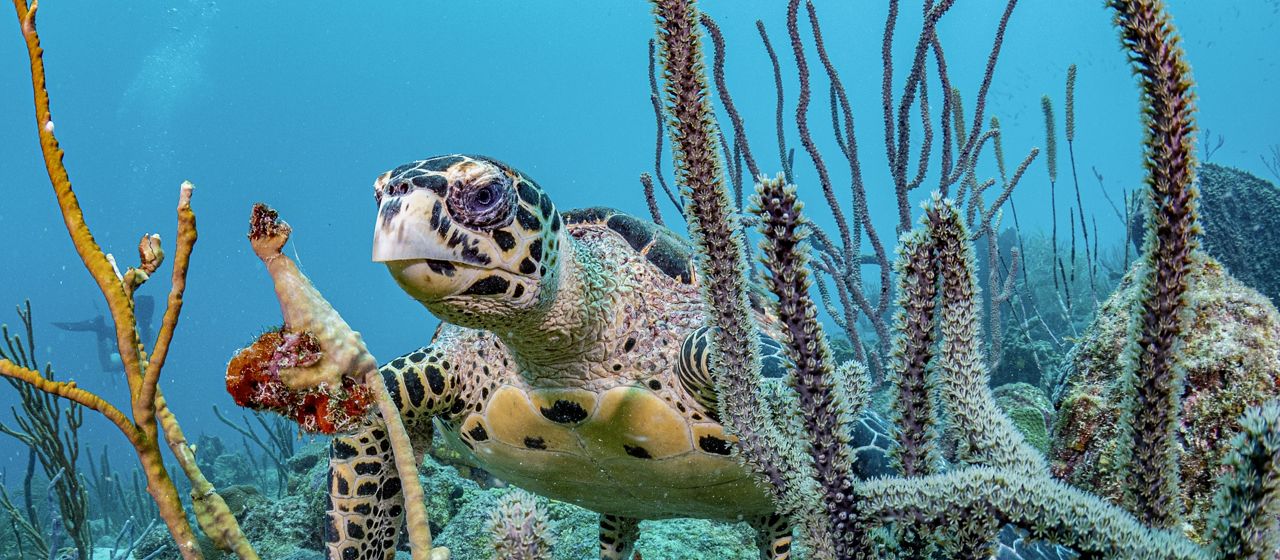 An underwater view of a sea turtle among coral.