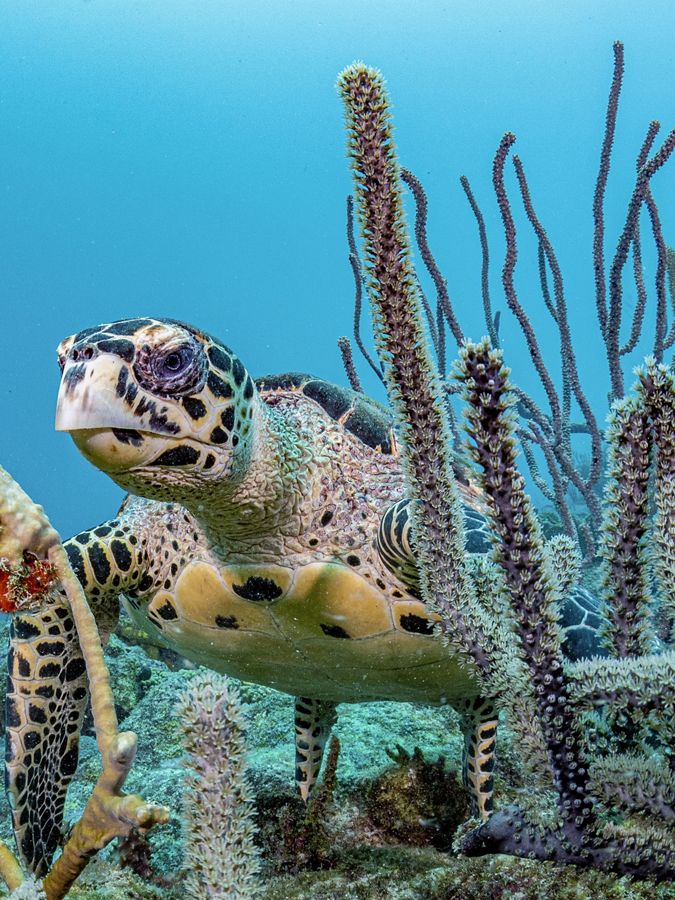 An underwater view of a sea turtle amongst coral.
