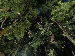 bats flying through a canopy of trees at night.