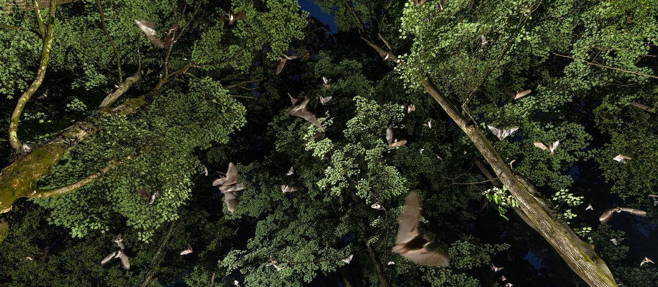 bats flying through a tree canopy at night, illuminated by a bright light.