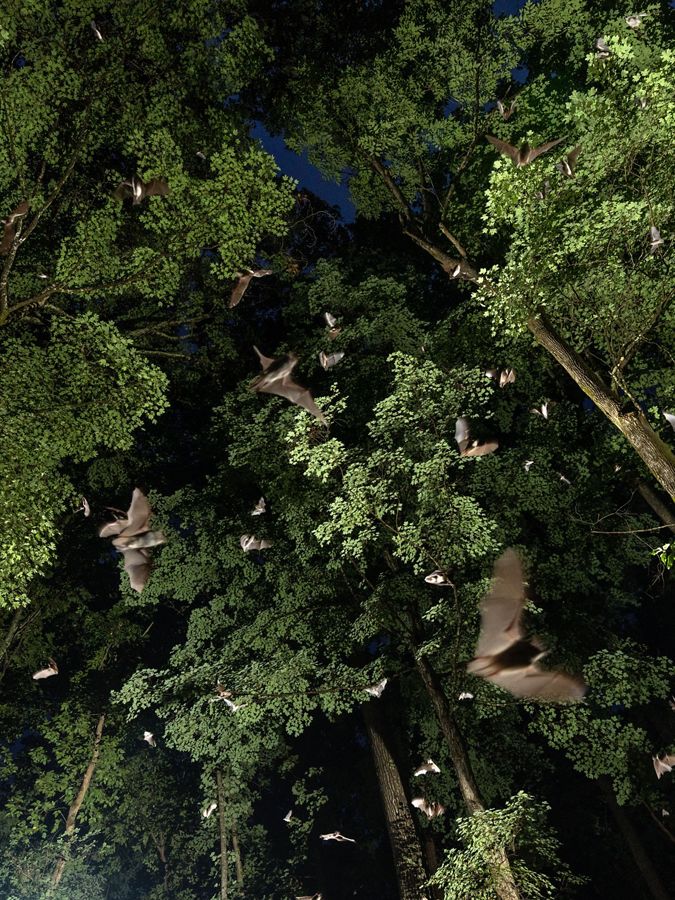 bats flying through a canopy of trees at night.