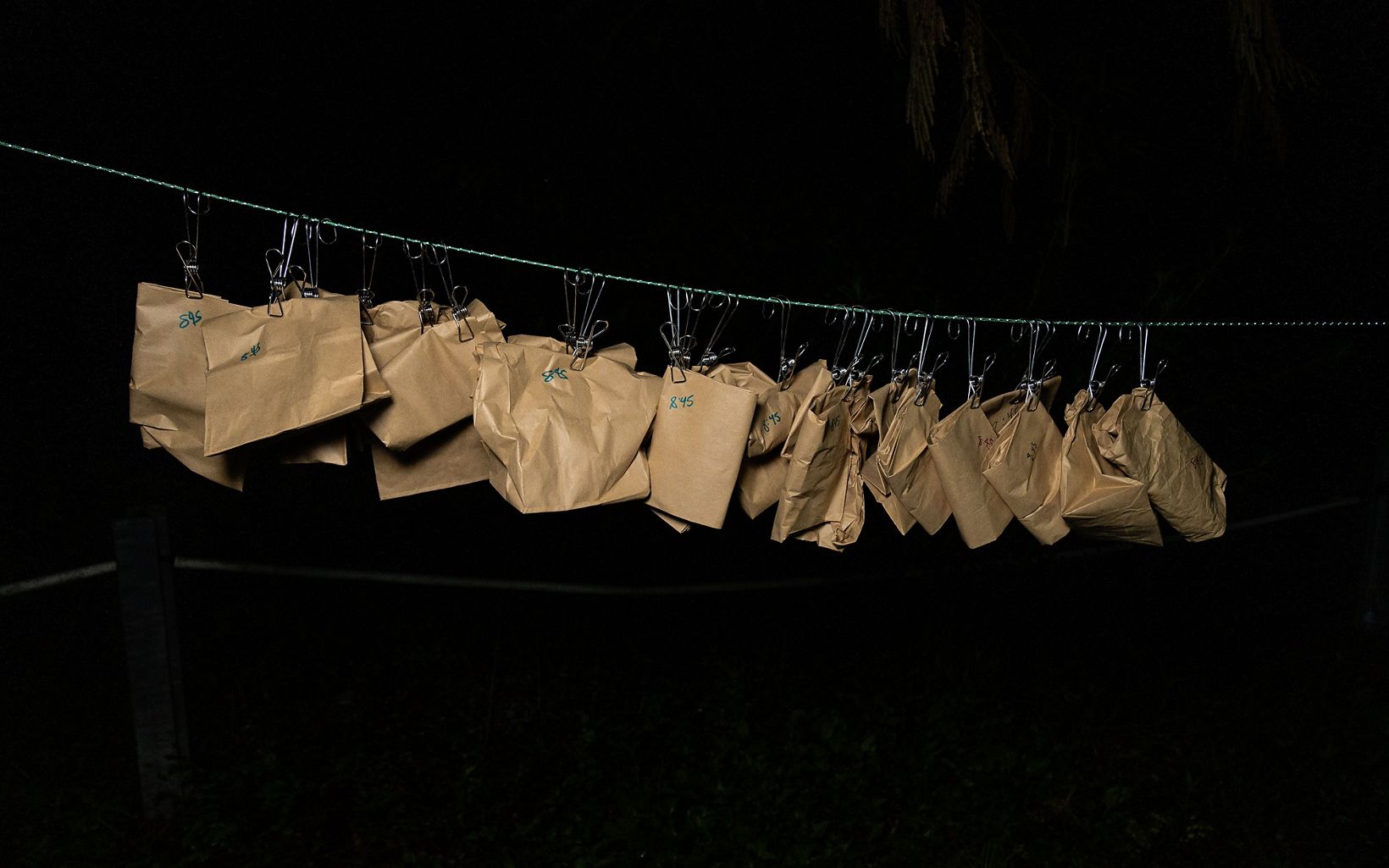 
                
                  Bat Line Paper bags contain bats that are awaiting their tracking devices.
                  © Stephen Alvarez
                
              