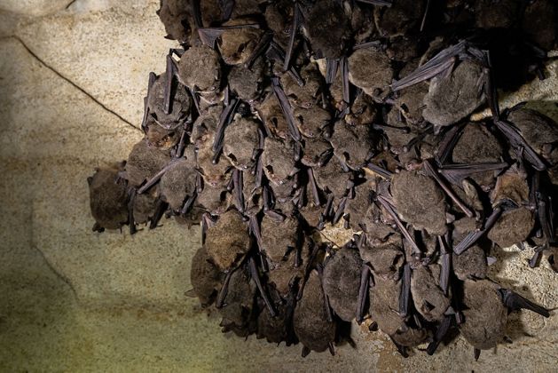 A group of gray bats exhibit signs of white nose syndrome
in Hubbard’s Cave in Tennessee.