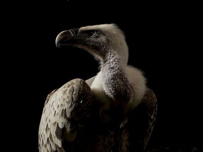 A photographic portrait of a Ruppell's griffon vulture.