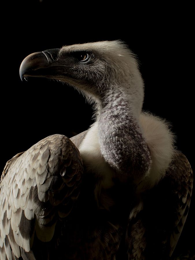 Portrait a Ruppell’s griffon vulture from Kenya.