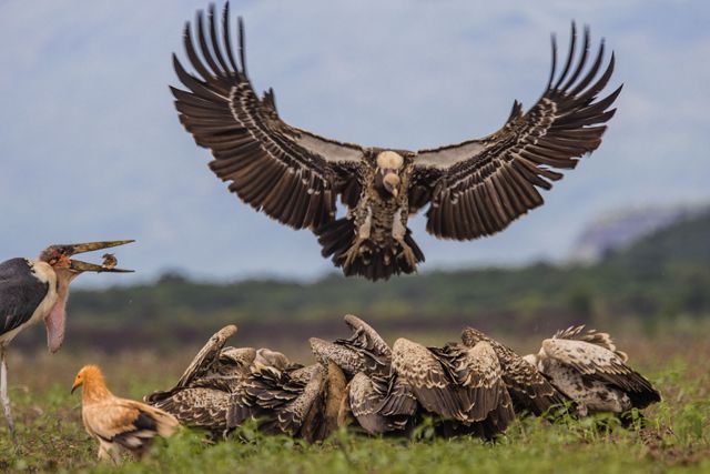 A Ruppell's griffon vulture flying in, wings outspread, to join a feeding frenzy of other vultures and predator birds on the ground.