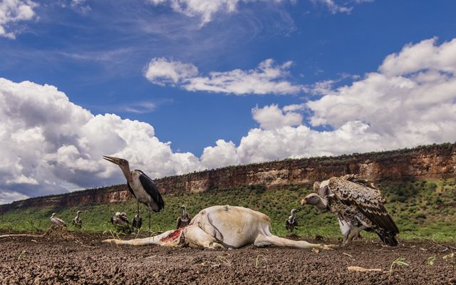 Several vultures and other scavenger birds stand around a carcass in a landscape; tall cliffs stand behind them.