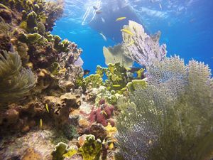 Florida Coral Reef