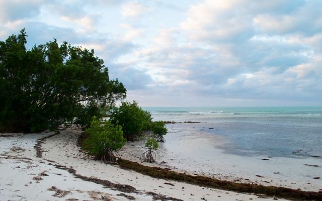 A calm, sandy beach cove with mangroves looks out to breaking waves and the open ocean.