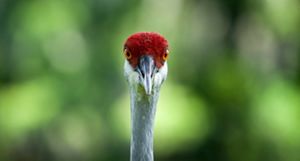 Sandhill crane portrait.