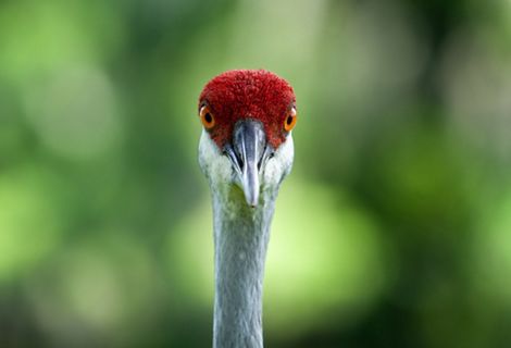 Sandhill crane.