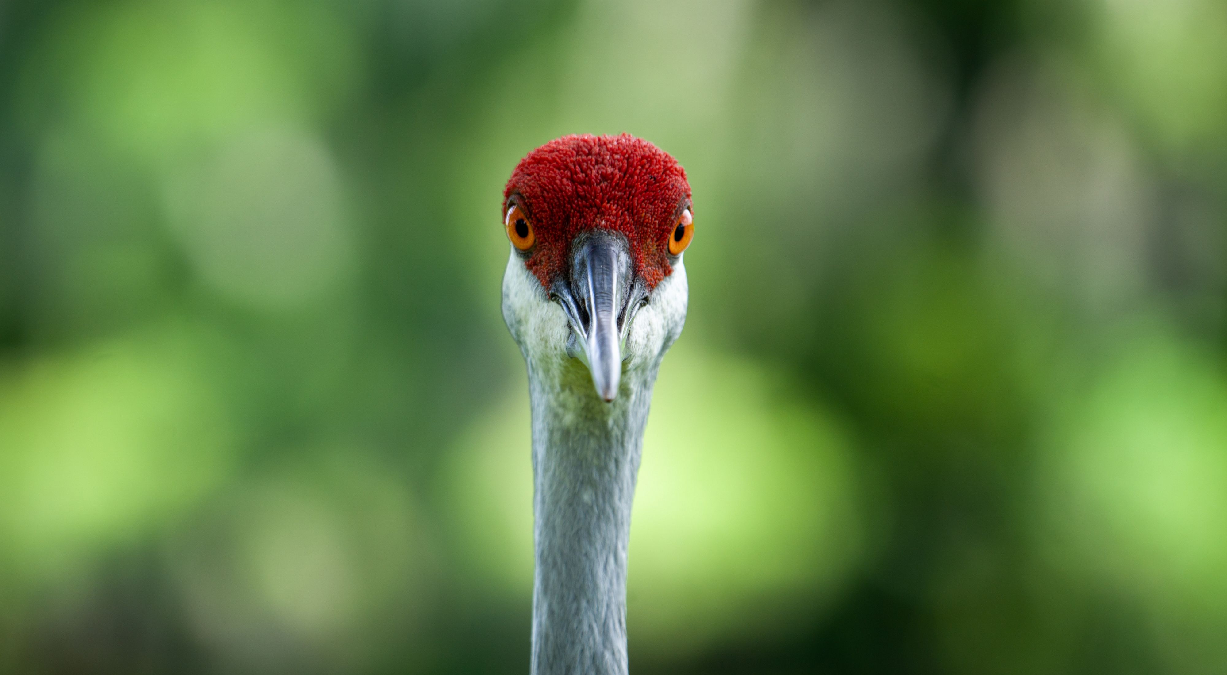 Closeup of a sandhill crane (Antigone canadensis) staring straight at the camera.