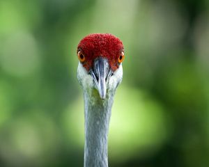 Closeup of a sandhill crane (Antigone canadensis) staring straight at the camera.