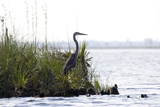 A bird with a long neck rests next to water among tall sea grasses.