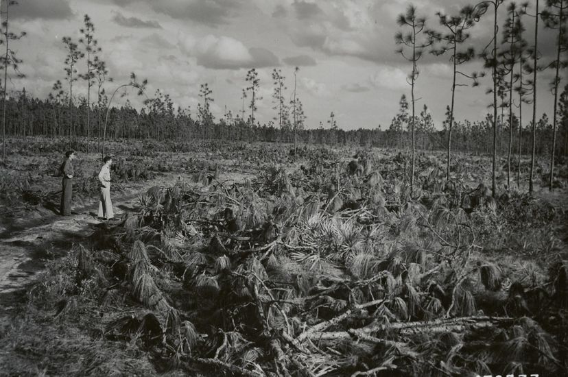 Black and white archival photo. Two men stand on a wide dirt path looking over the remnants of a longleaf pine forest that has been clear cut. A few straggly pines stand surrounded by undergrowth.
